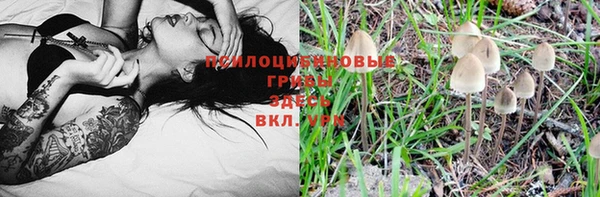 ПСИЛОЦИБИНОВЫЕ ГРИБЫ Алагир